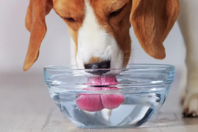 photo of dog drinking water