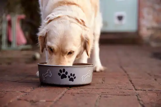 photo of dog eating from bowl