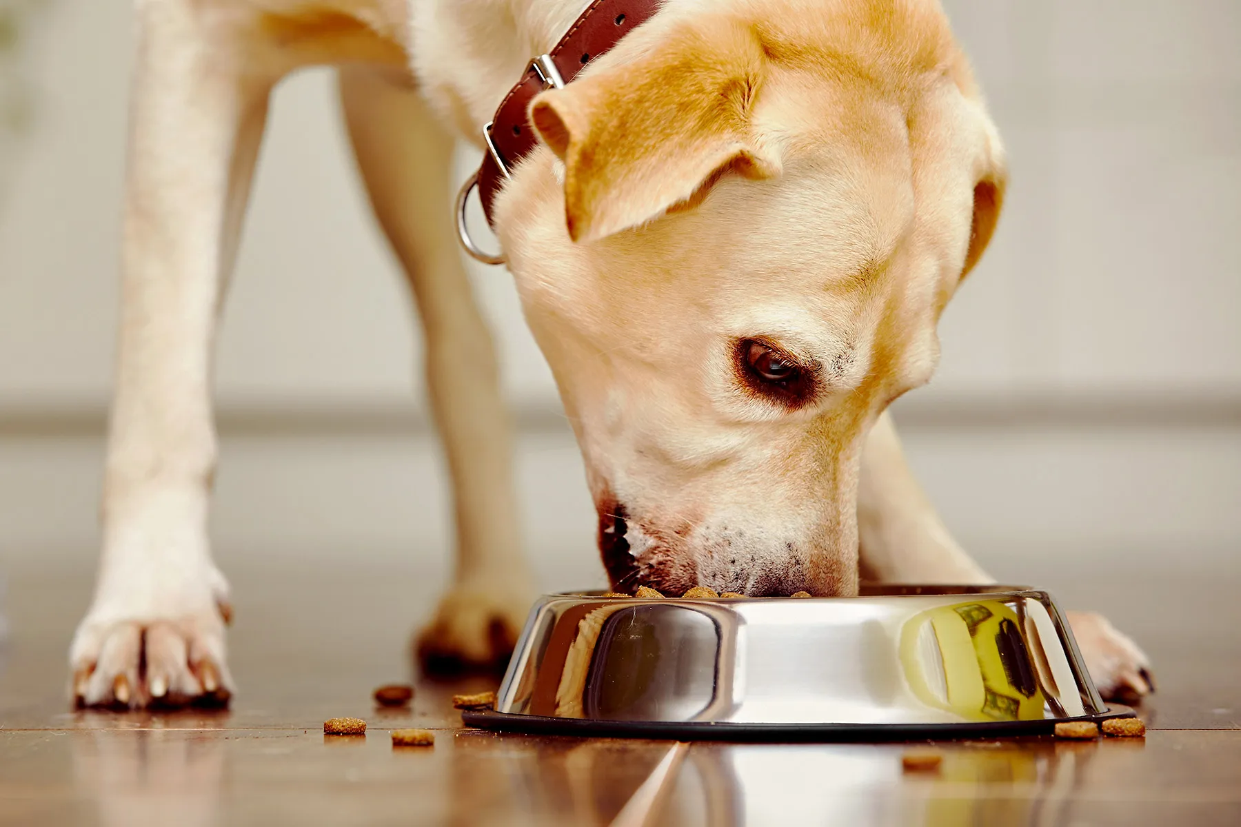 photo of dog eatingphoto of dog eating