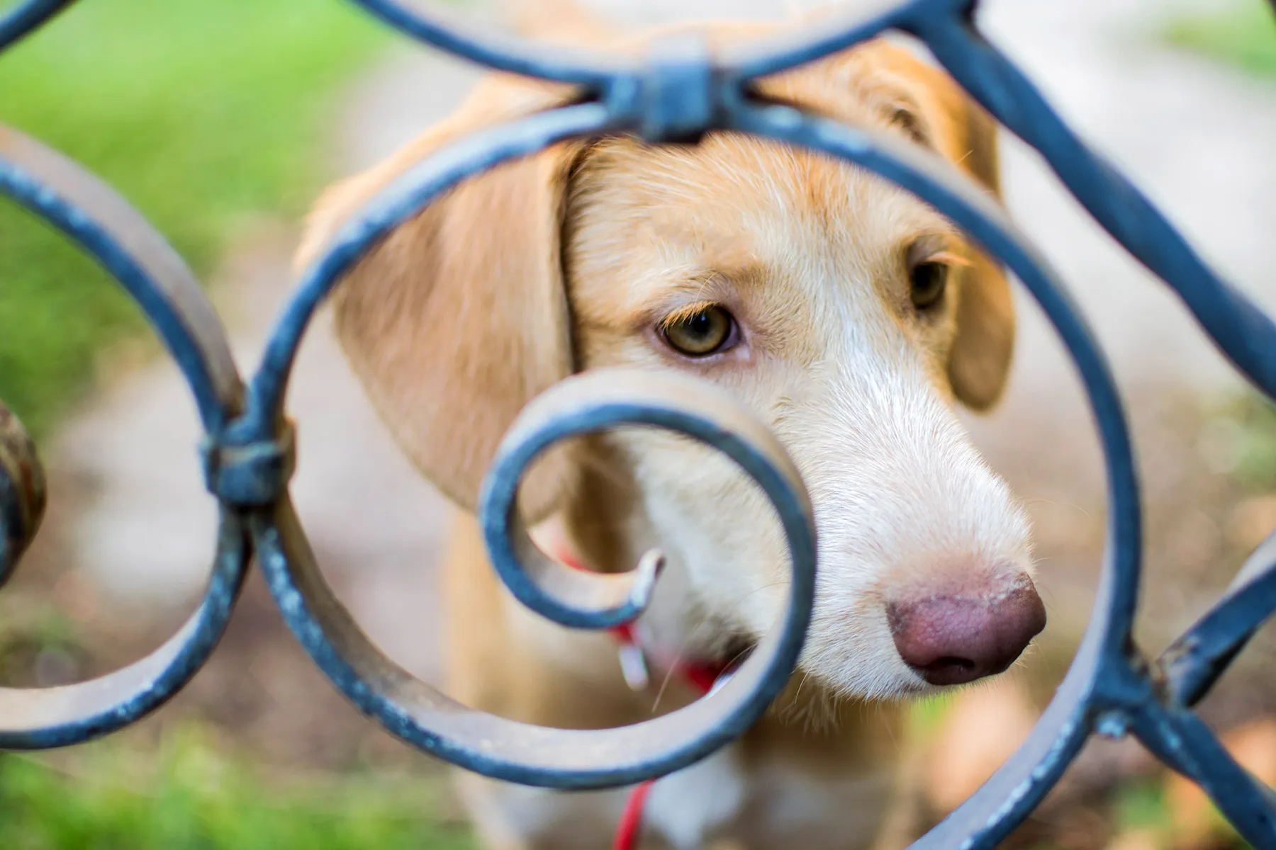 photo of dog looking through metal fence