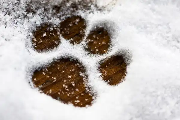 photo of dog paw print in snow,
