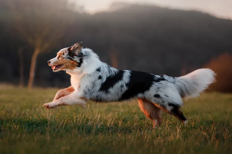 photo of dog running