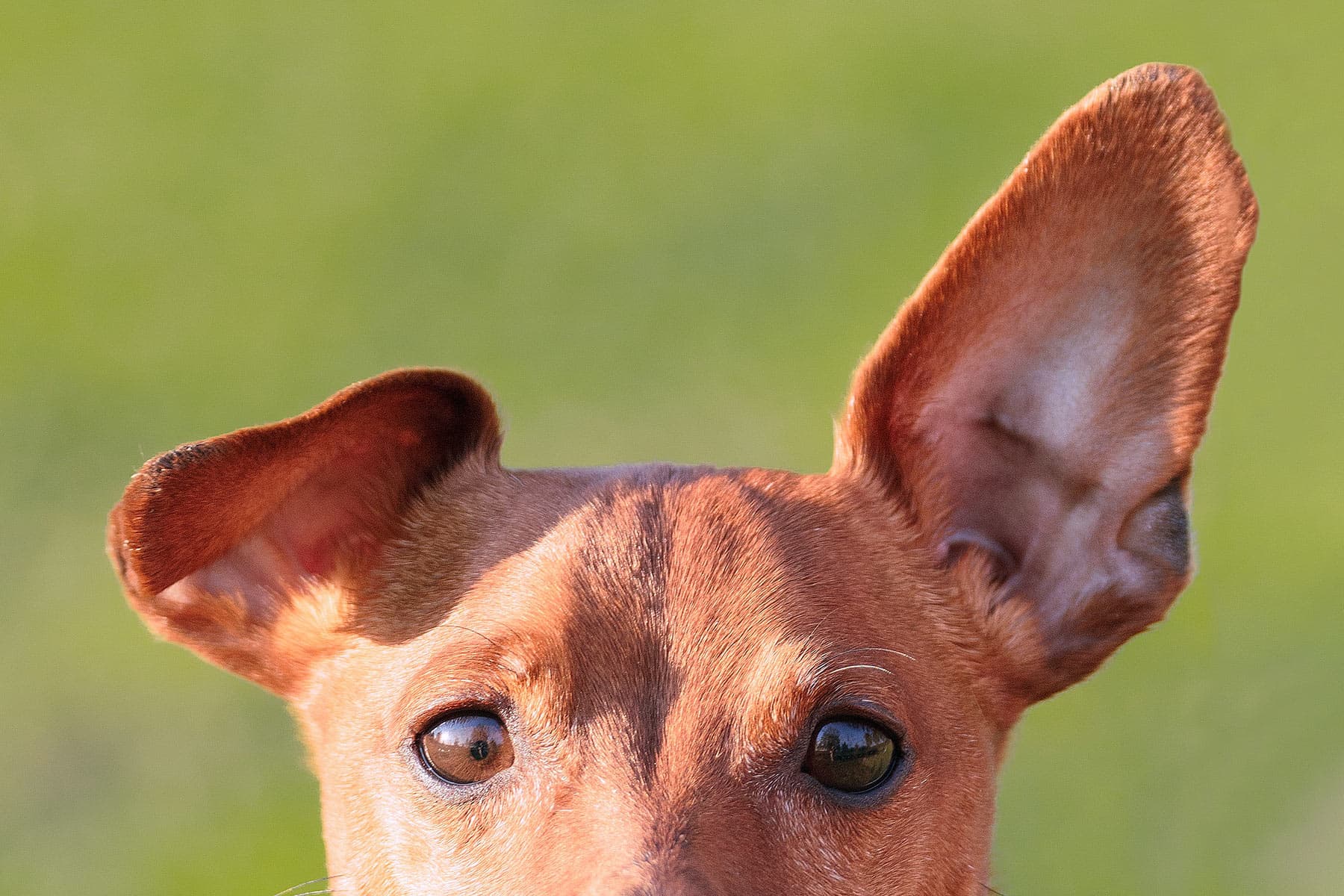 photo of dog with prominent ears