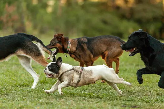photo of variety of dogs running on grass