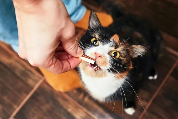 photo of feeding cat a snack or treat