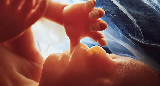 fetus in womb