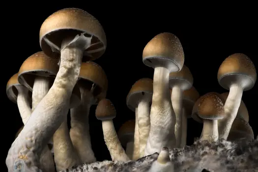 photo of food mushroom caps dark