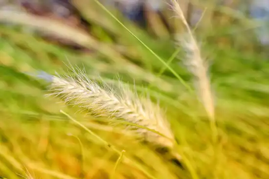photo of foxtail grass