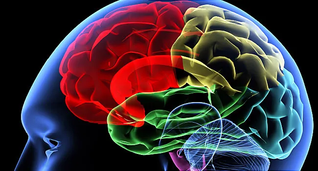 human brain centers