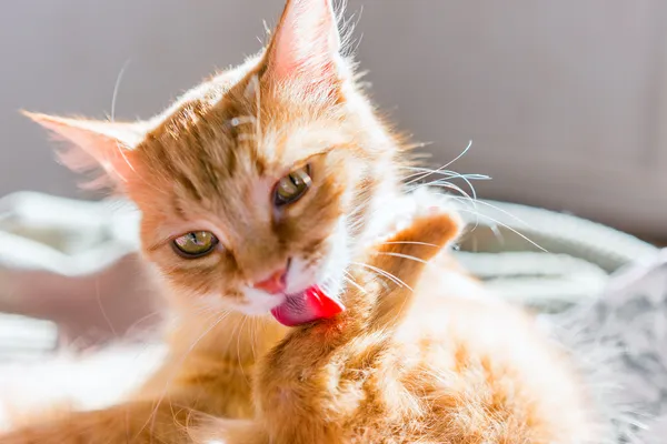 photo of ginger cat licking fur