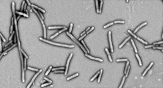 gut bacteria micrograph