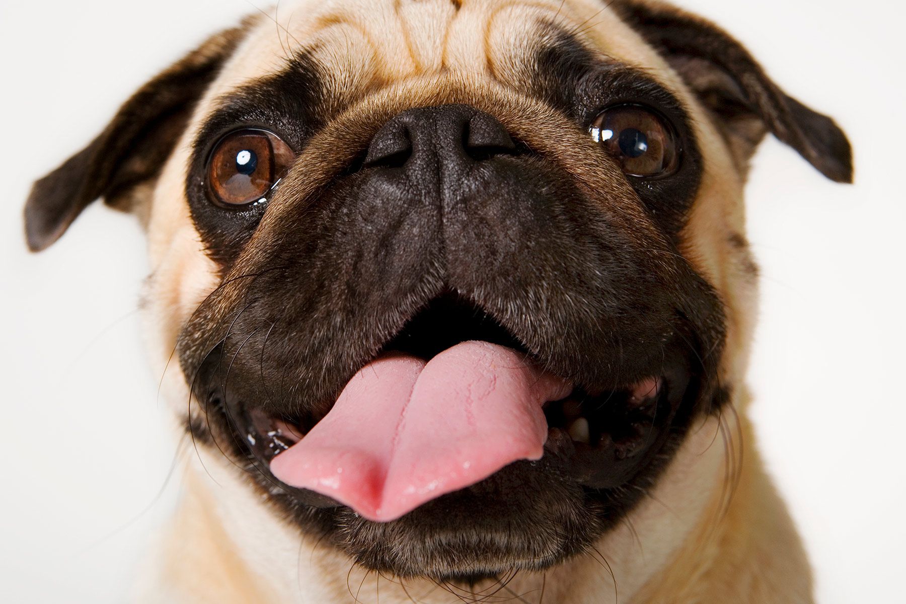 Pugs No Longer Considered ‘Typical Dog’ Due to Health Issues