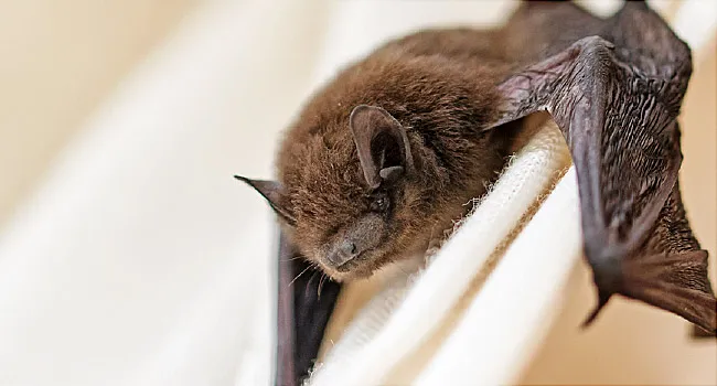 common pipistrelle bat
