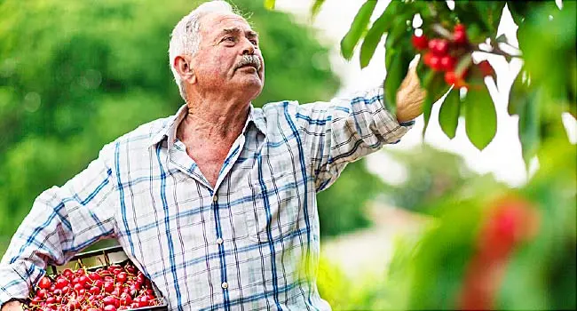 older man harvesting cherries