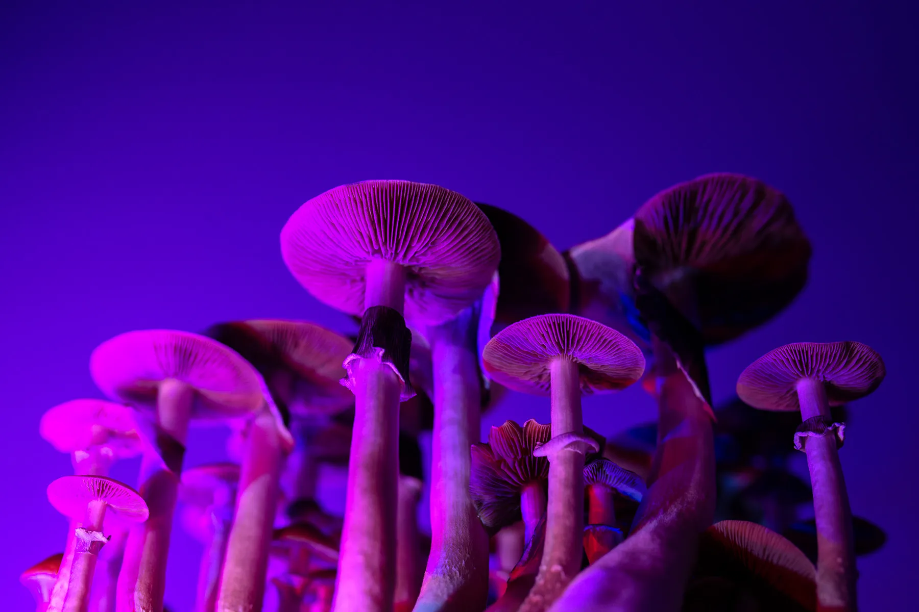 photo of psilocybin mushrooms