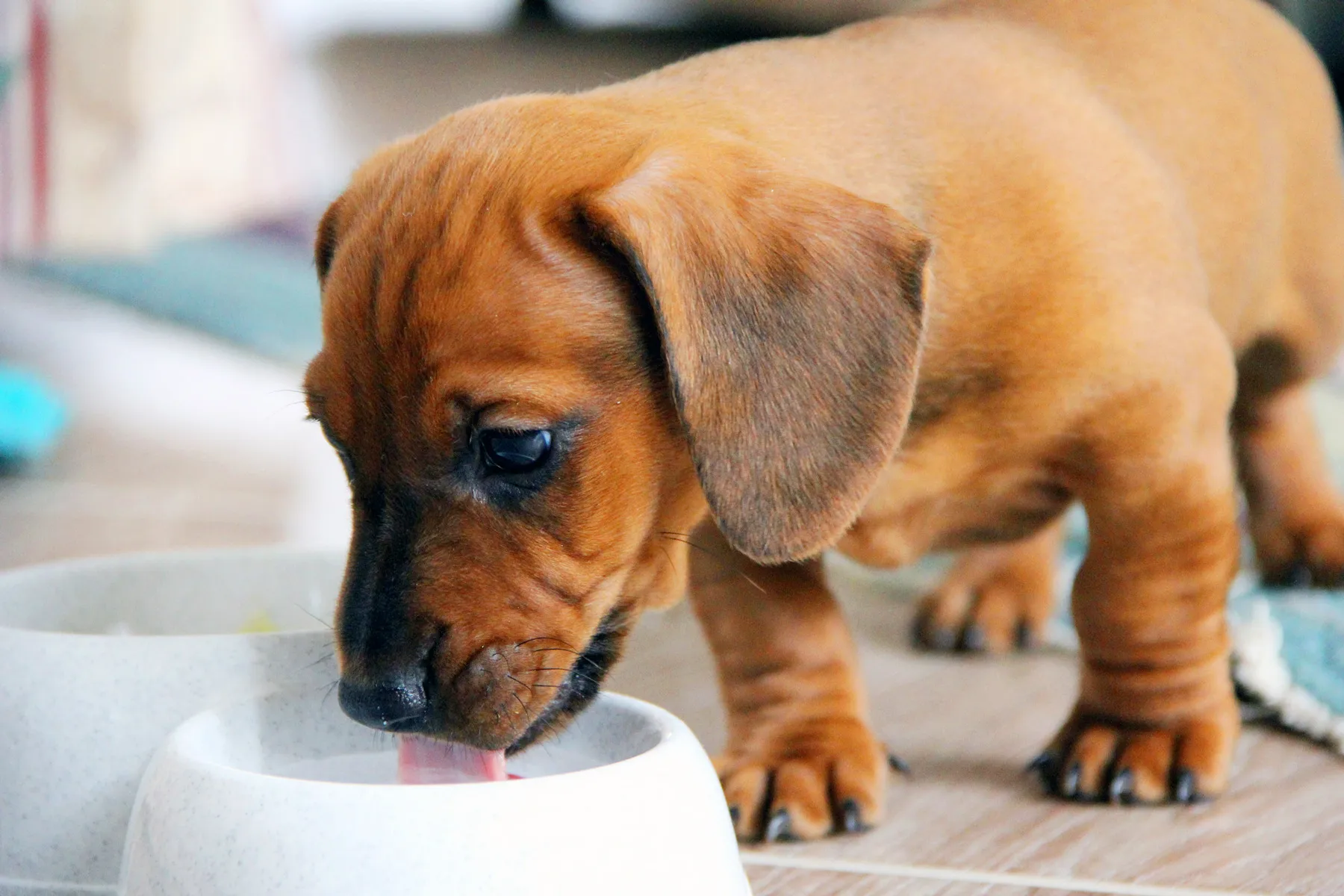 vitamins for dog to eat more
