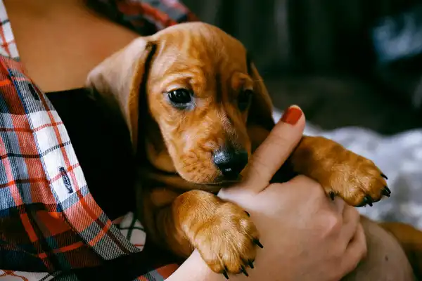 photo of puppy in woman's arms