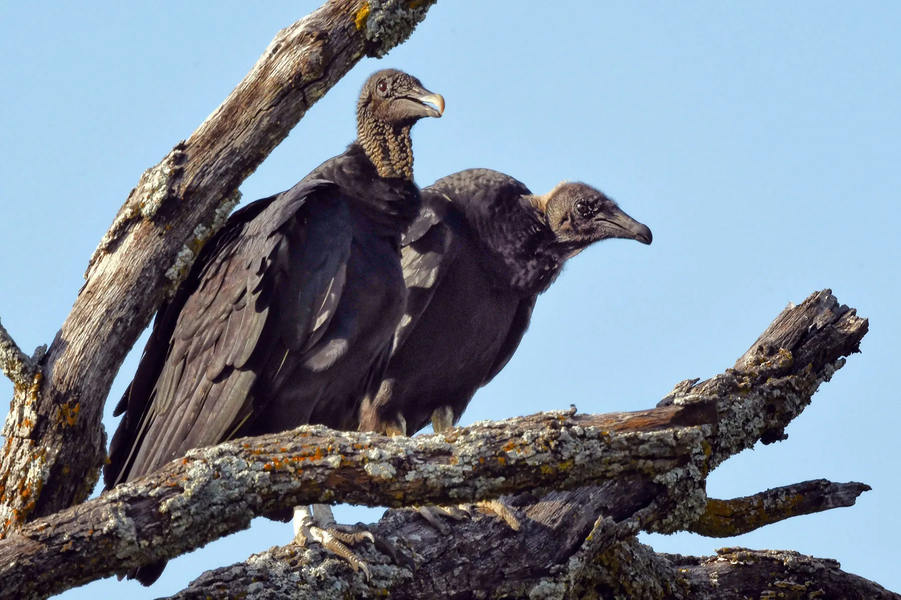 photo of turkey vultures roosting