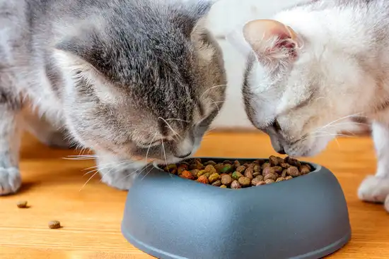 two cats eating meal