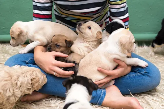 photo of woman playing with puppies