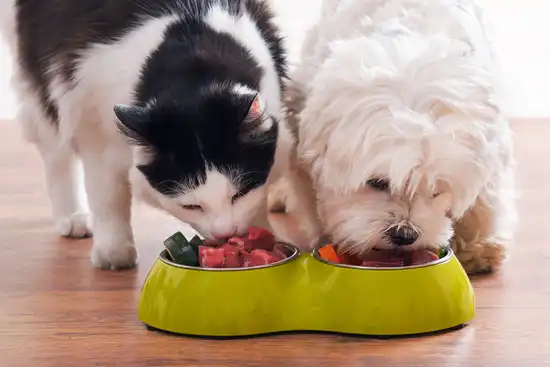 cat and dog eating from food bowl