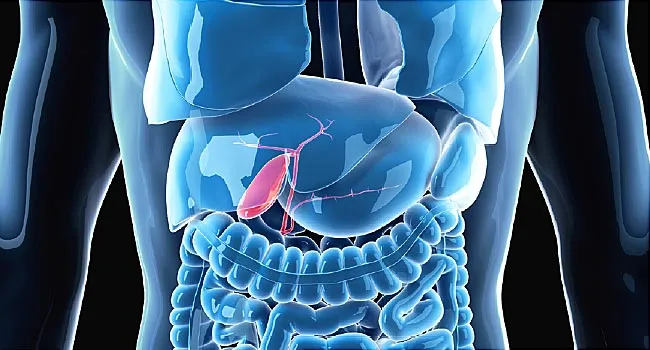 illustration of gallbladder