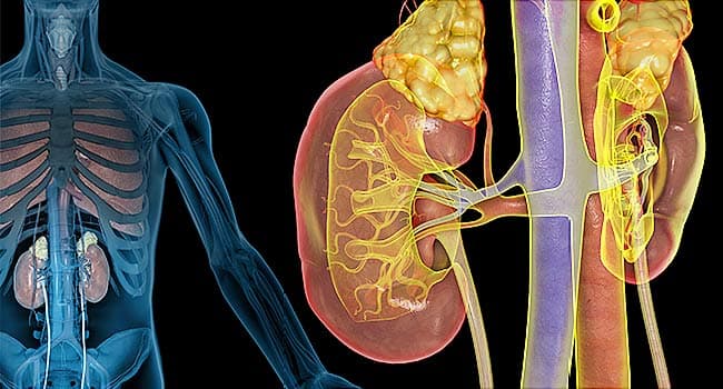 How Well Do You Know Your Kidneys