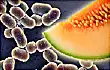 listeria bacteria and cantaloupe
