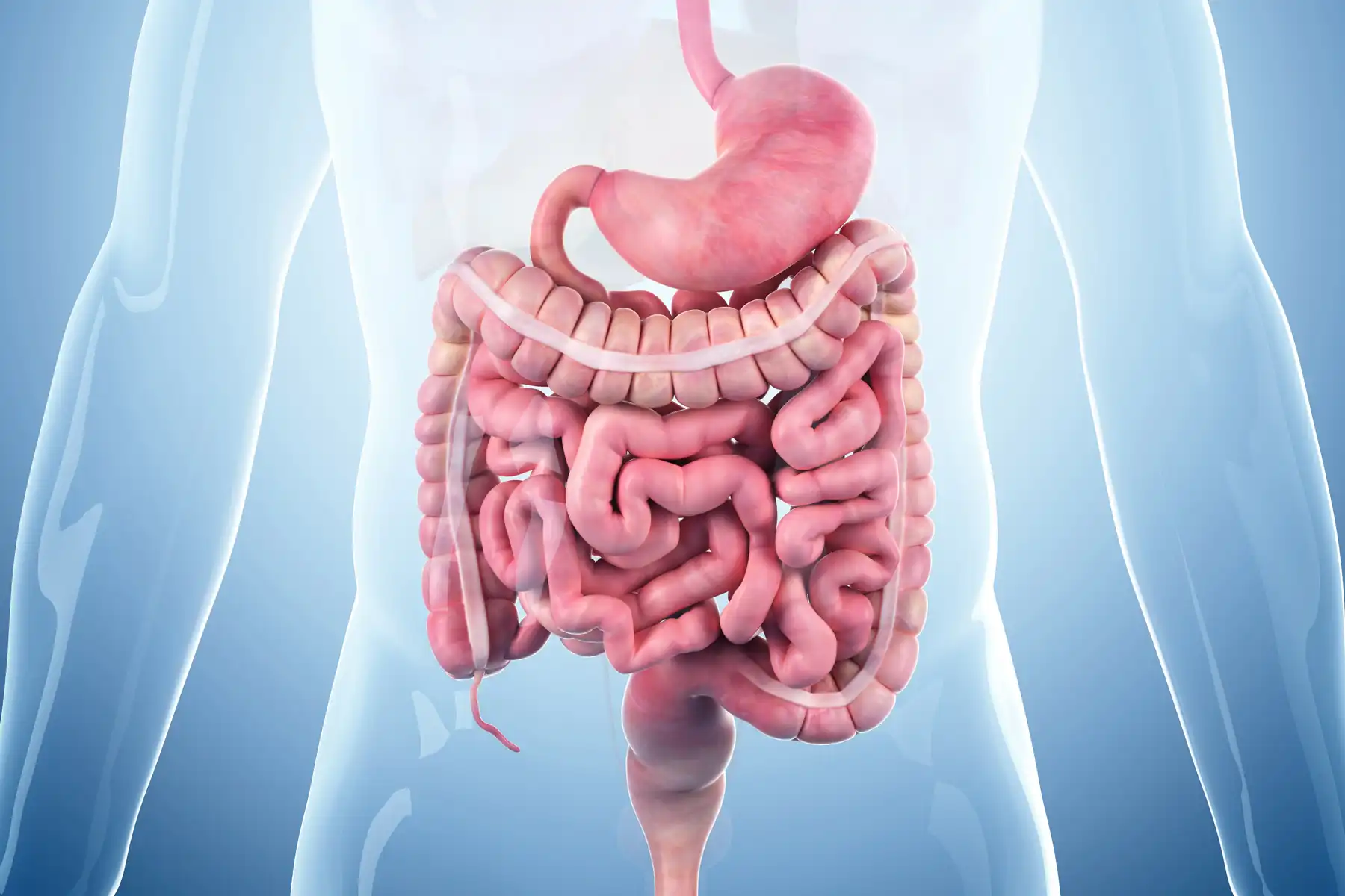 photo of digestive system