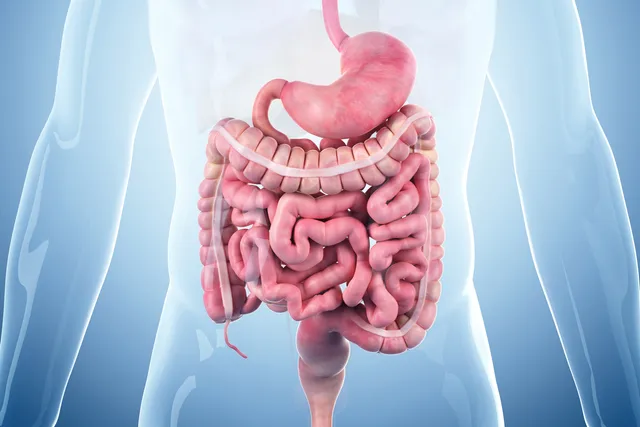 How Your GI Tract and Anemia Are Related