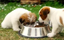 How Much Do You Know About Feeding Your Dog?