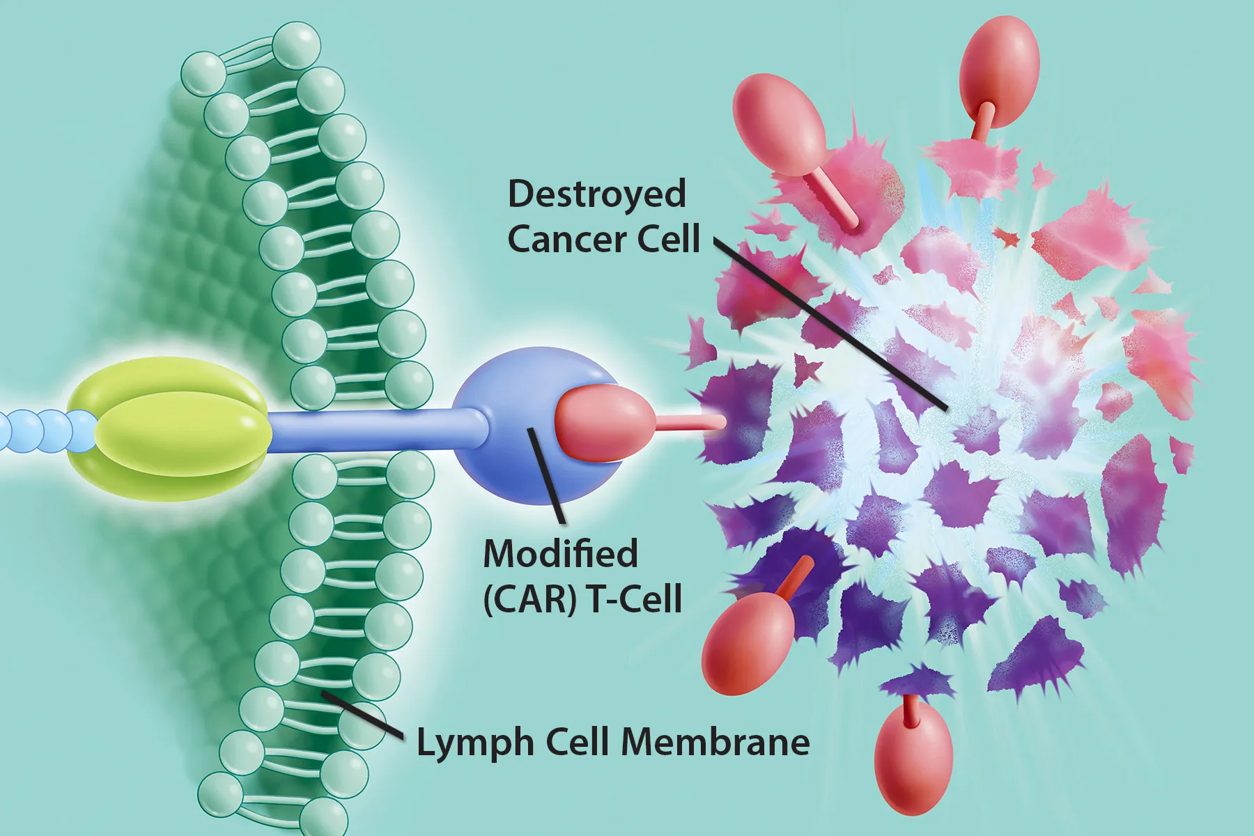 photo of car t-cell therapy