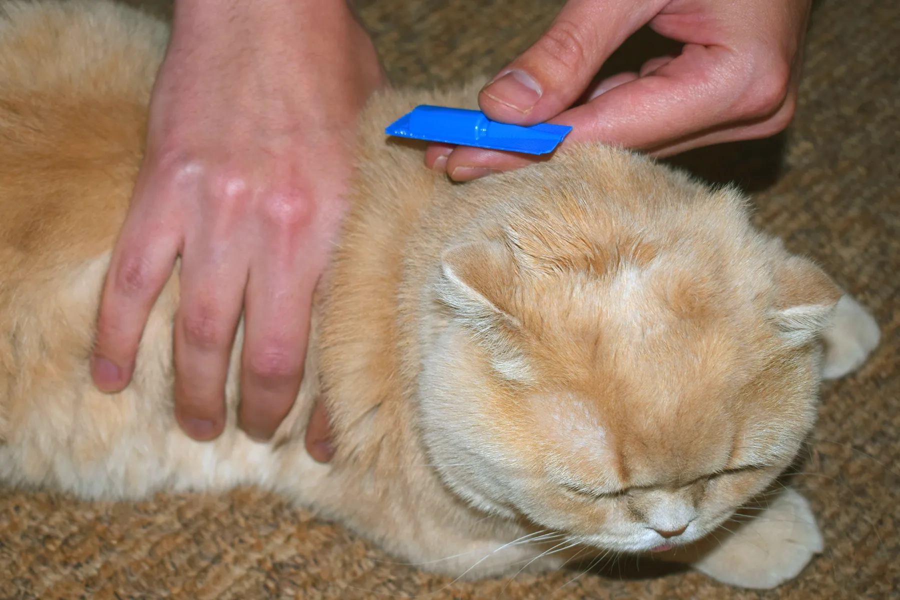 Five Ways to Get Rid of Cat Fleas—Naturally