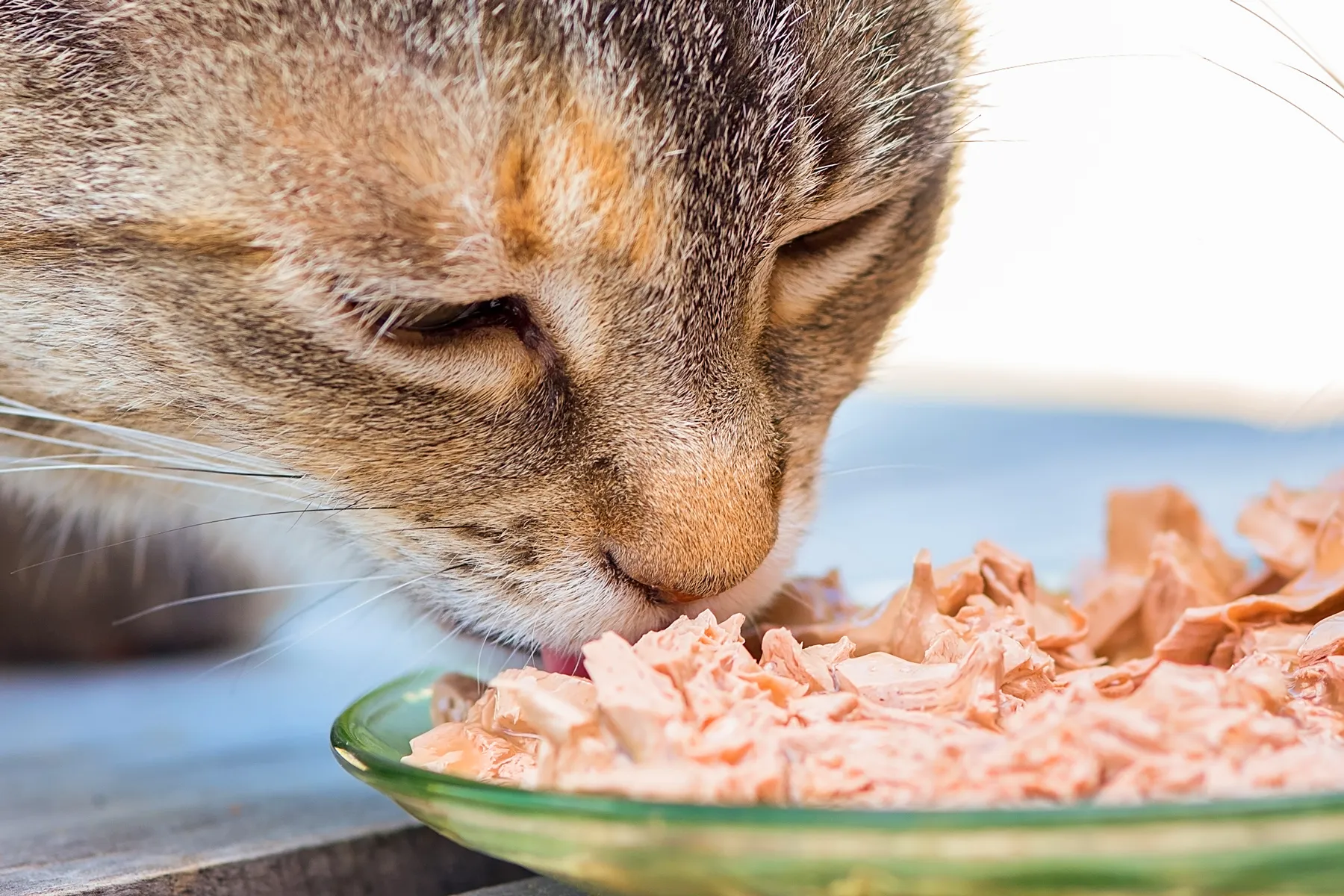 Image result for cat having food"