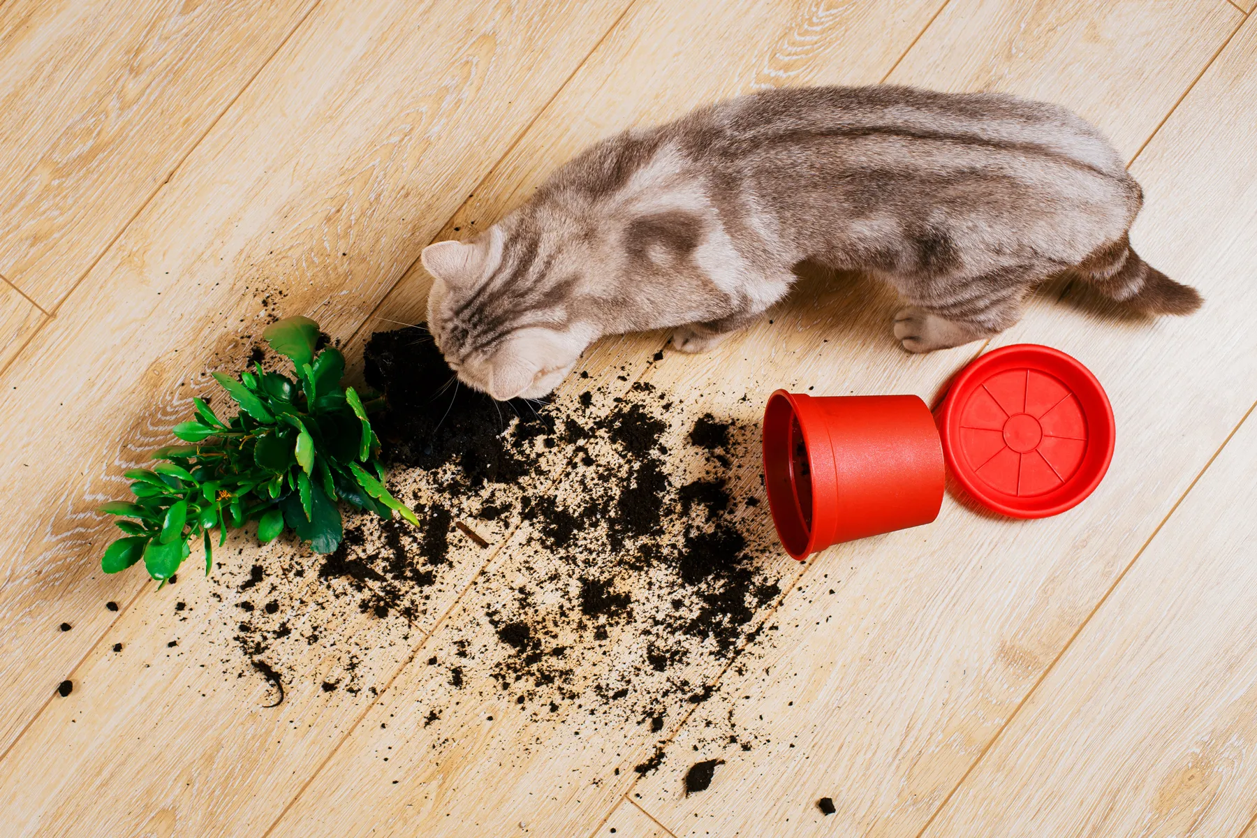 is it dangerous for dogs to eat cat poop