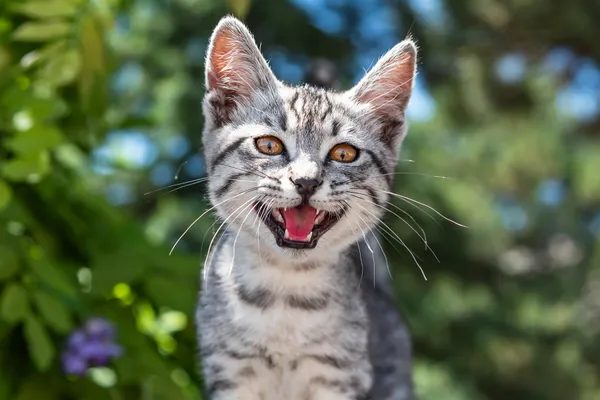 photo of cat meowing