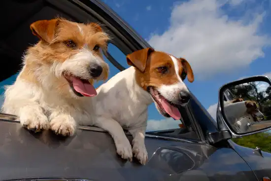 photo of dogs leaning out car window