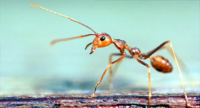 Are Ants the Future of Cancer Detection?