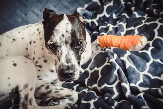 photo of injured dog