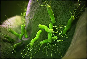 Treatment Of Helicobacter Pylori In Pregnancy