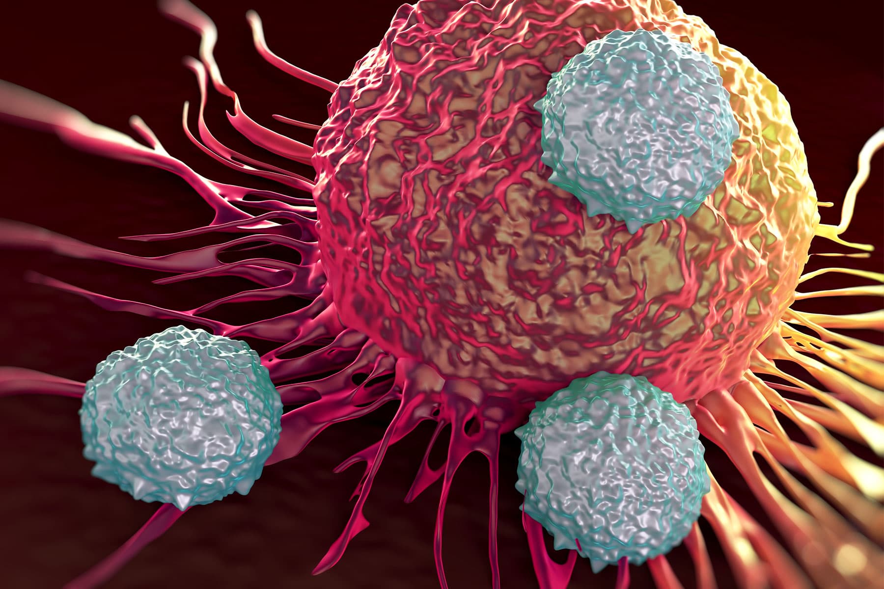 kanser hücresine saldıran T hücrelerinin fotoğrafı
