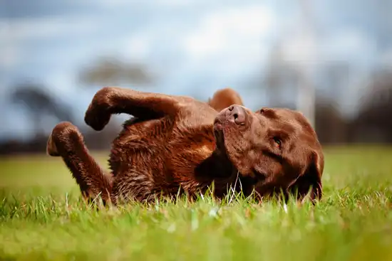 photo of dog rubbing in grass