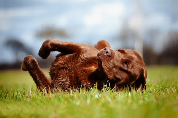 photo of dog rubbing in grass