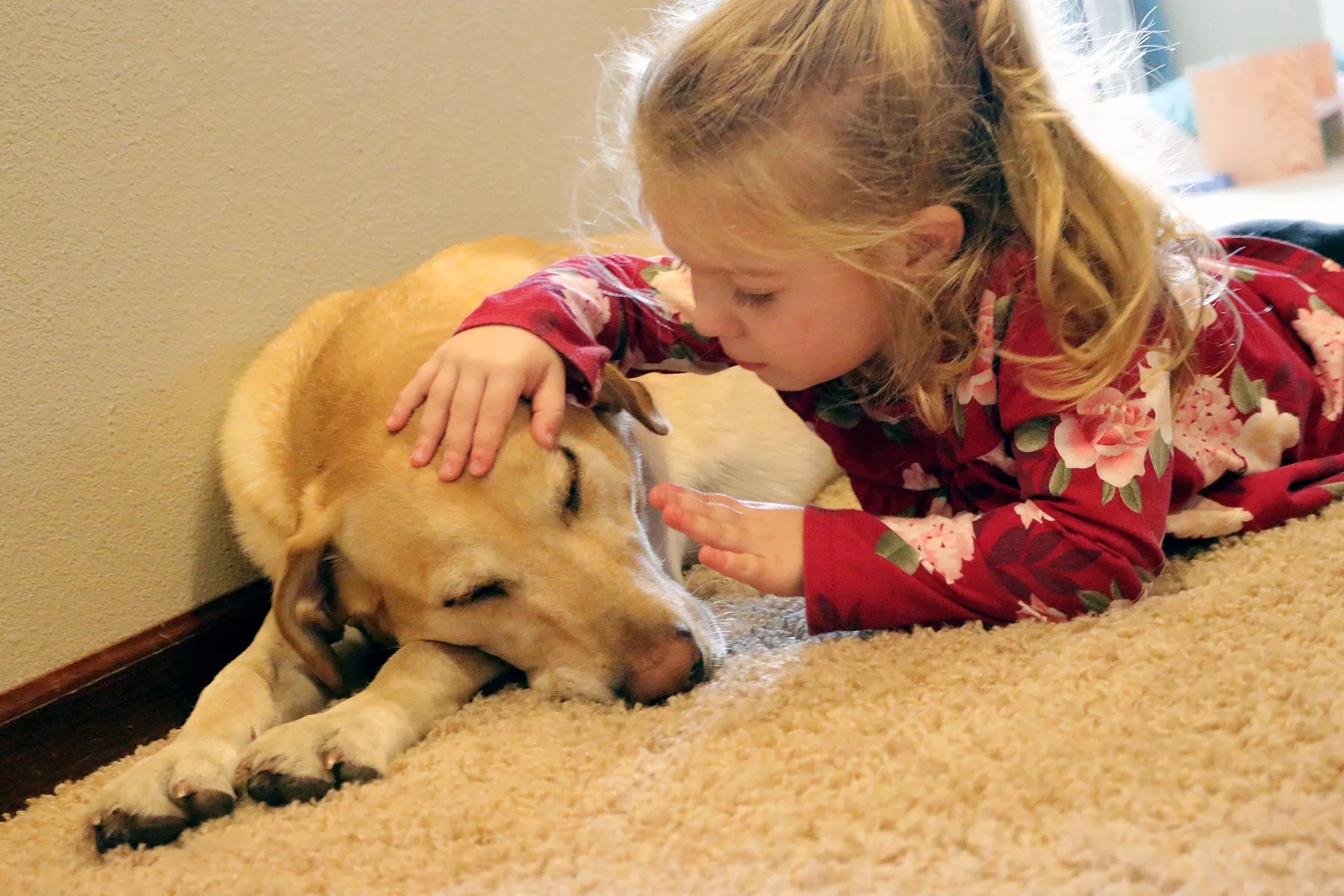 photo of toddler girl petting sleeping pet dog