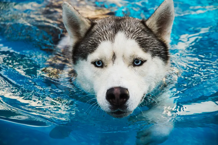 photo of dog swimming