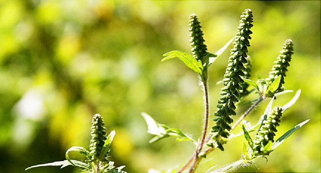 Ragweed Allergy: Facts, Symptoms, Treatment