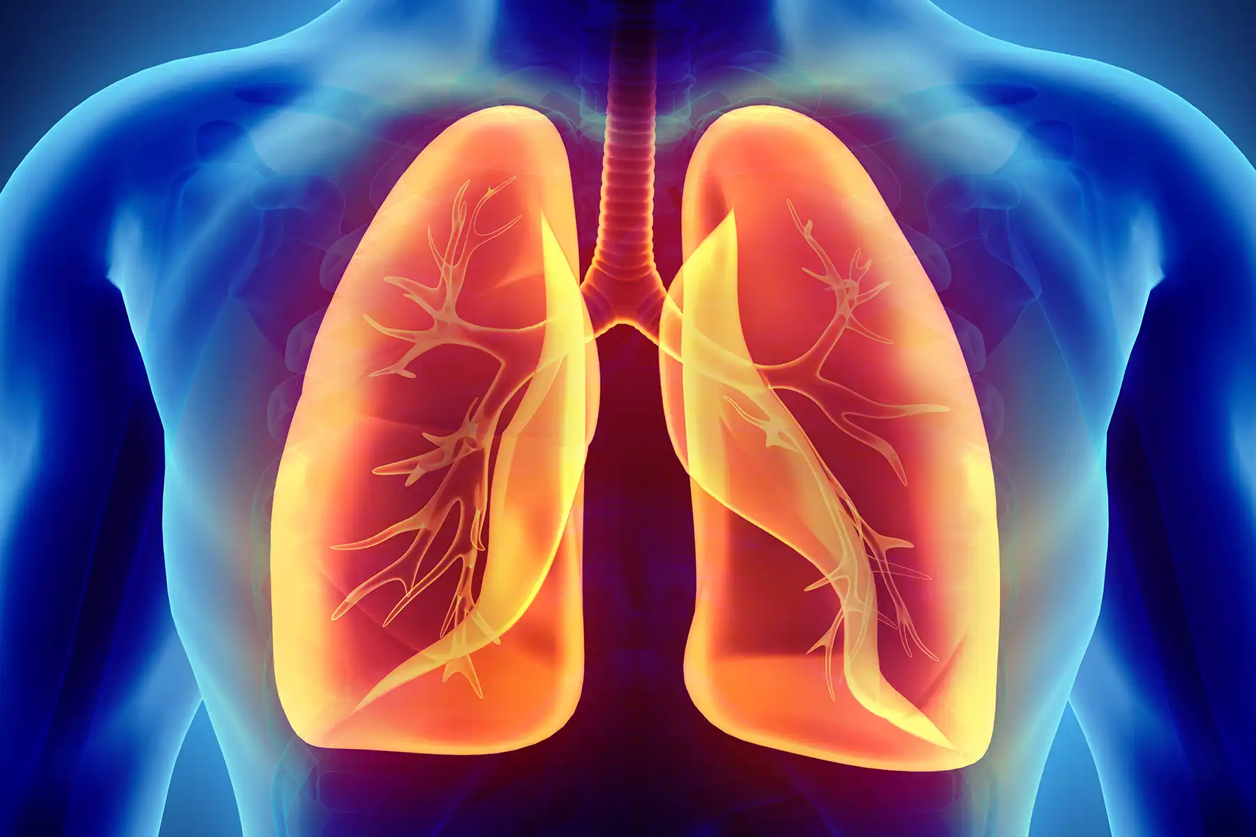 photo illustration of lungs