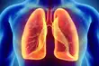 肺部图片说明
