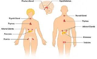 endocrine system illustration