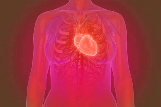 photo of female heart anatomy